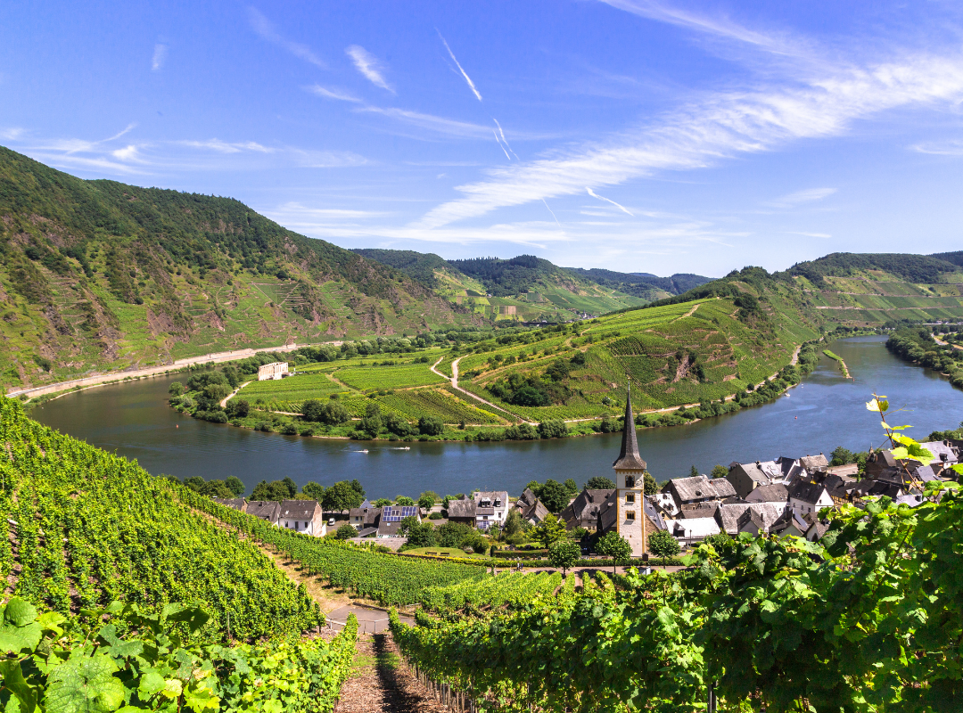 Panoramabillede af Mosel-dalen: stejle, grønne vinmarker skråner ned mod den snoede flod og en landsby med kirketårn.